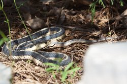 16 7-May-13 09-13-23 D800 005